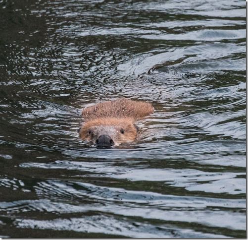 Beaver Lodge Spring 2018